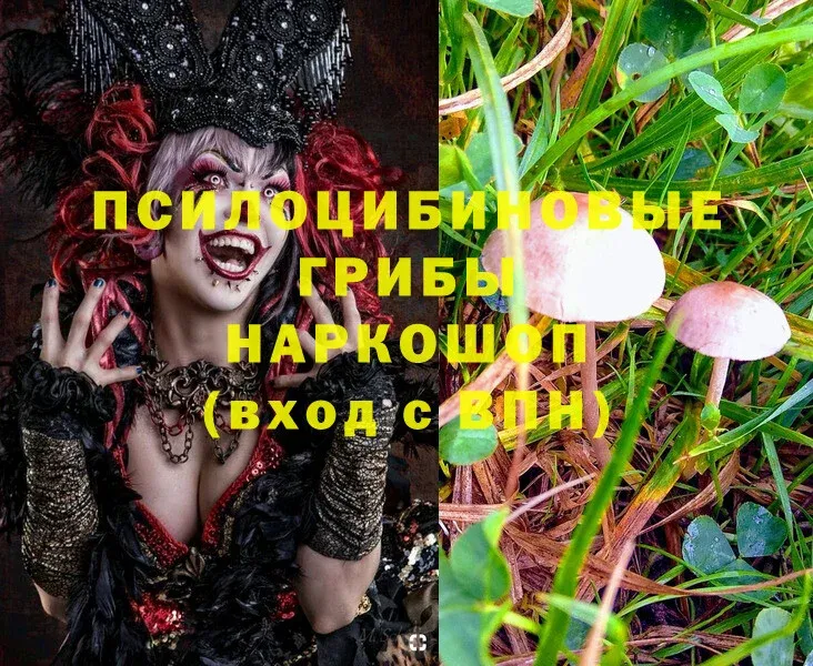 закладки  Бологое  блэк спрут ССЫЛКА  Псилоцибиновые грибы Psilocybine cubensis 