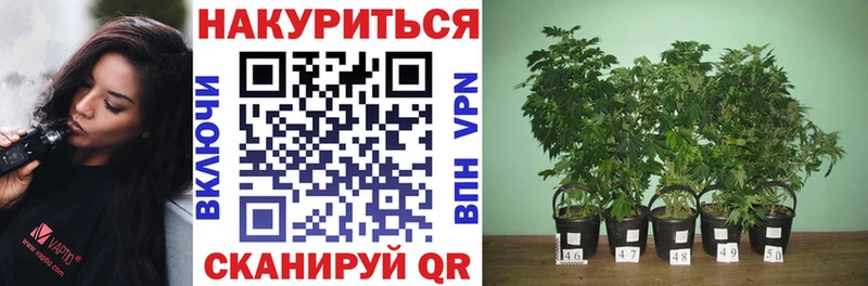 Канабис White Widow  Бологое 